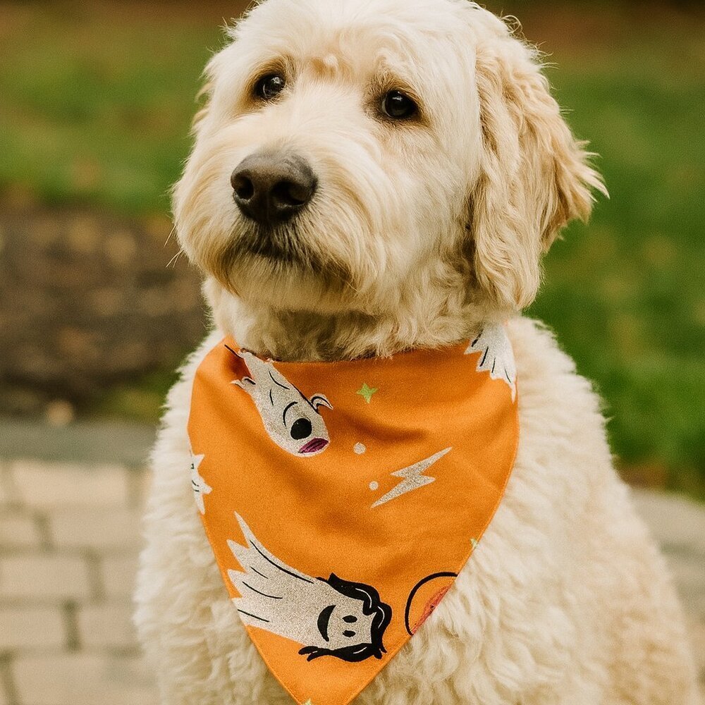 Hyde & EEK! Reversible Ghost & Pumpkin Glow-in-the-Dark Halloween Dog Bandana